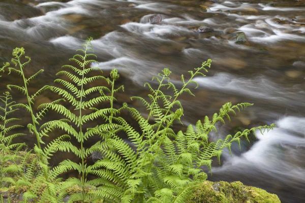 OR, Columbia Gorge Lady fern by Tanner Creek
